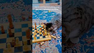 Chess #fypシ゚viral #tiktok #lovisla #misscyprus #queenisla #adorable #naughtycats