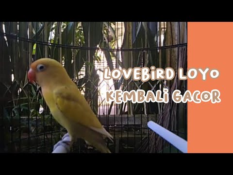 Pancingan Lovebird Loyo Kembali Gacor !!! LB Gacor Ngetik Ngekek Panjang !!!