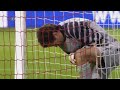 Luis Suarez best shot Ever!