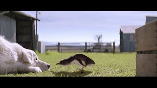 Oddball 2015 Trailer Hd