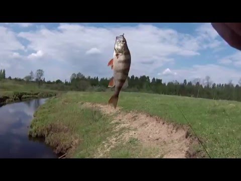 может лайф ловить в россии может лайф ловить в россии