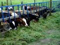 ganado leche