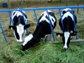 ganado leche