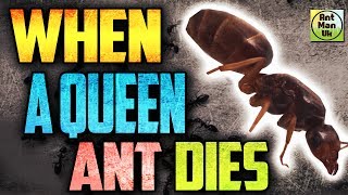 What Happens If A Queen Ant Dies Queen Ant Colony Survival What Happens If A Queen Ant Dies Queen Ant Colony Survival