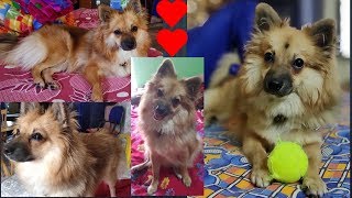 Bengali vlog # Funniest🐶 Dog Awesome Funny Pet Animals Life Videos😇part 2/ছাদে পুকু with বল