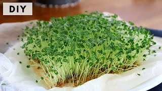 Diy Toutes Les Techniques Pour Faire Des Graines Germées, Super Food, Chia, Alfalfa, Lin, Lentille