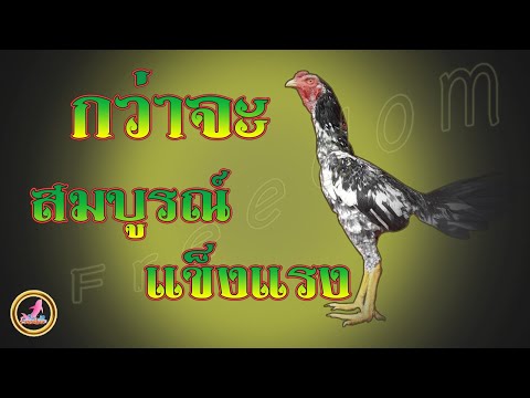 การเลี้ยงไก่เหล่าป่าก๋อย...!!!