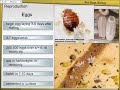 Bed Bug Life Cycle