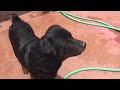 Doberman Rotweiller Killers images Doberman Rotweiller Killers