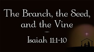 The Branch, the Seed, and the Vine // Isaiah 11:1-10