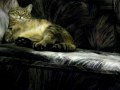 A Big,Lazy,Fat Cat