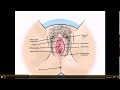 female anatomy