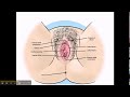 female anatomy