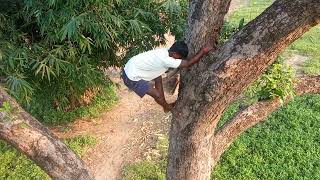Down To Mango Tree