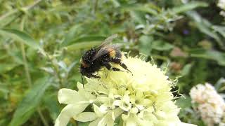 Giant Scabious Giant Scabious
