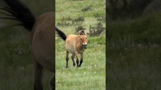 Przewalski Horse Sounds Wild Echoes Of Monia