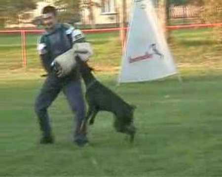 Rencontre k9