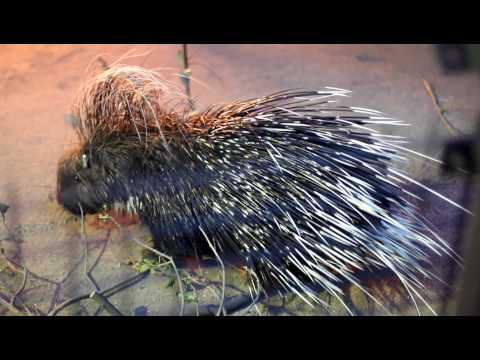 [HD]ナイトズーラシア2010：100828-13：Crested porcupine-2