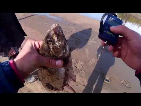 чулым налим видео чулым налим видео