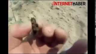 Eşek Arısıyla Kavga Eden Adam Güldürdü