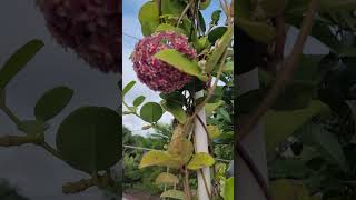 Flor De Miosotis, Flor De Cera, Hoya Carnosa.