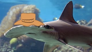 Animal Facts: Hammerhead Shark