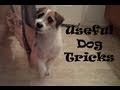 Useful Dog Tricks performed by Jesse