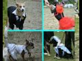 Video Выставка беспородных собак "Кубок Барбоса" 16 июня 2012