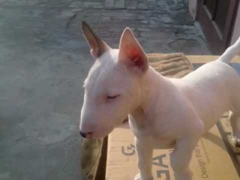dansiwal .wmv