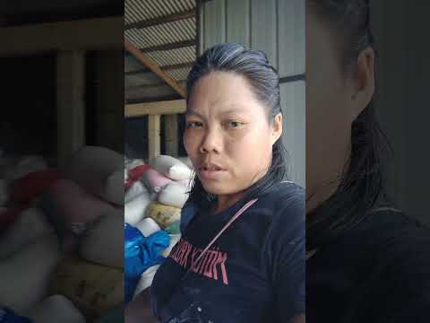 Nagpabayo sa kono natuyo na palay gawing bigas pambenta#subscriberseveryonehighlightseveryone Nagpabayo sa kono natuyo na palay gawing bigas pambenta#subscriberseveryonehighlightseveryone