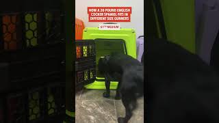 Choose The Right Size Gunner Kennel For Your Dog Proper Sizing Guide