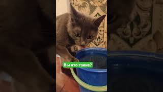 Кошка Пьёт Много Воды После Рыбы🐈 The Cat Drinks A Lot Of Water After The Fish. #Shorts #Cat