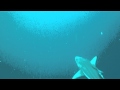 Baited dive on Protea Banks with Kym and Oceanic Blacktip shark Baited dive on Protea Banks with Kym and Oceanic Blacktip shark