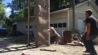 Pit Bull Training Wall Climb