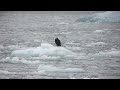 Icy Bay Camping How to