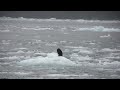 Icy Bay Camping How to