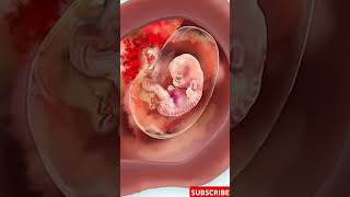 How Your Embryo Develops Inside Your Mom Pregnancy Doentary