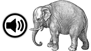 Elephant Sound Effect Hd No Copyright