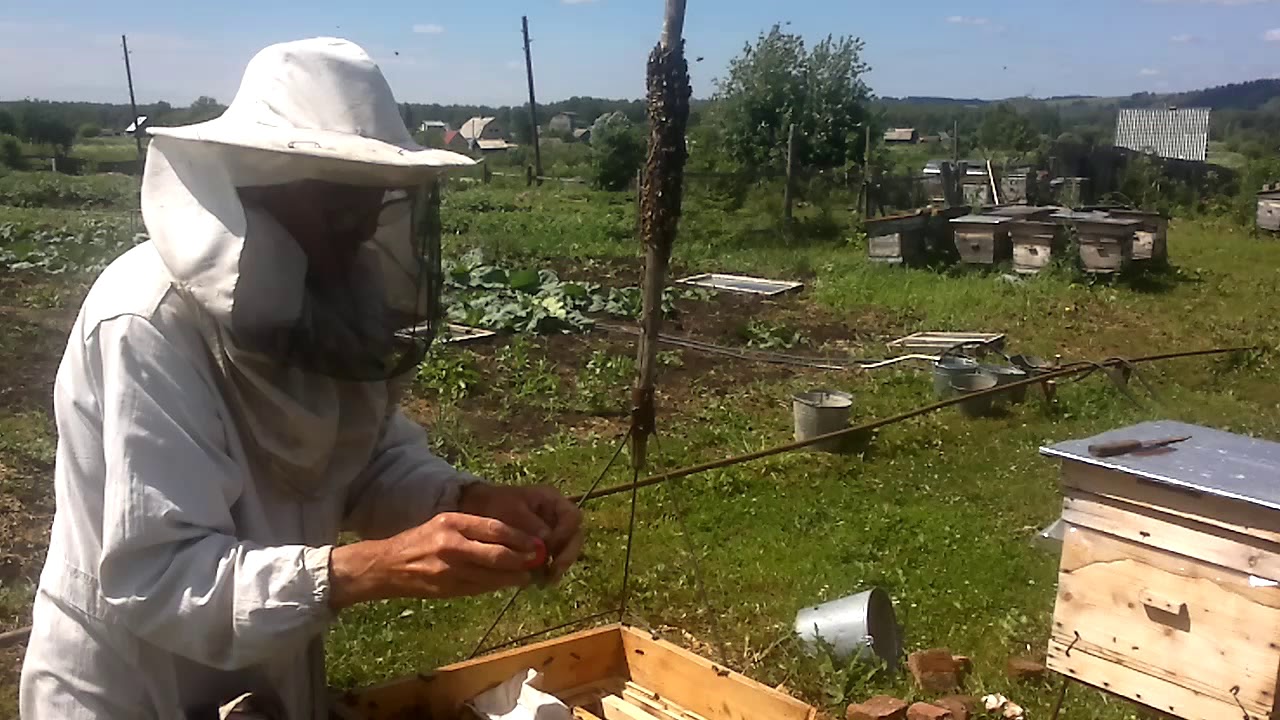 Как правильно проводить заселение улья Итак, при высадке роя нужно знать Как посадить рой в улей из ловушки и роевни, соединение двух роев