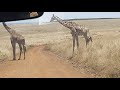 Gay Giraffe mating at the Masai Mara OMG