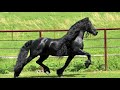 Stallion