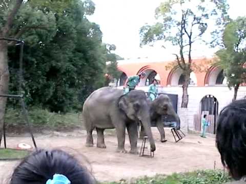 よこはま動物園ズーラシア　インドゾウ