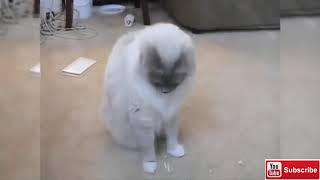 Funny Videos _Try_Not_To_Laugh | Funny Cats and Kittens Playing With Bubbles (2019)