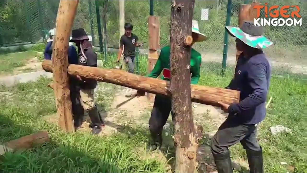 Enclosure Improvements - New Tiger Platform at The Tiger Kingdom Learning Center Nov 19