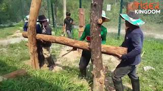 Enclosure Improvements - New Tiger Platform at The Tiger Kingdom Learning Center Nov 19