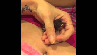 Raising Abandoned Carolina Wren- Penelope
