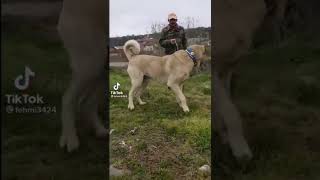 Ayı Bozo