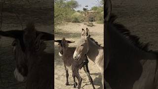 hy prasher | #donkey #animals #youtubeshorts #short #pets