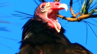 Turkey Vulture Flying, Spreading Wings, Call Sound Bird