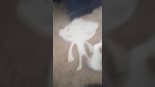 Drawing Video Parody Stewie Vs Bertram